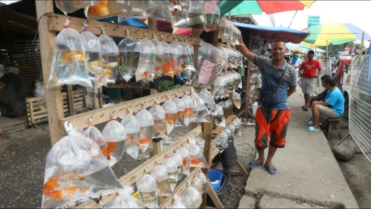 Local fish market Philippines | Amazing salt water fish and other ornamental fishes