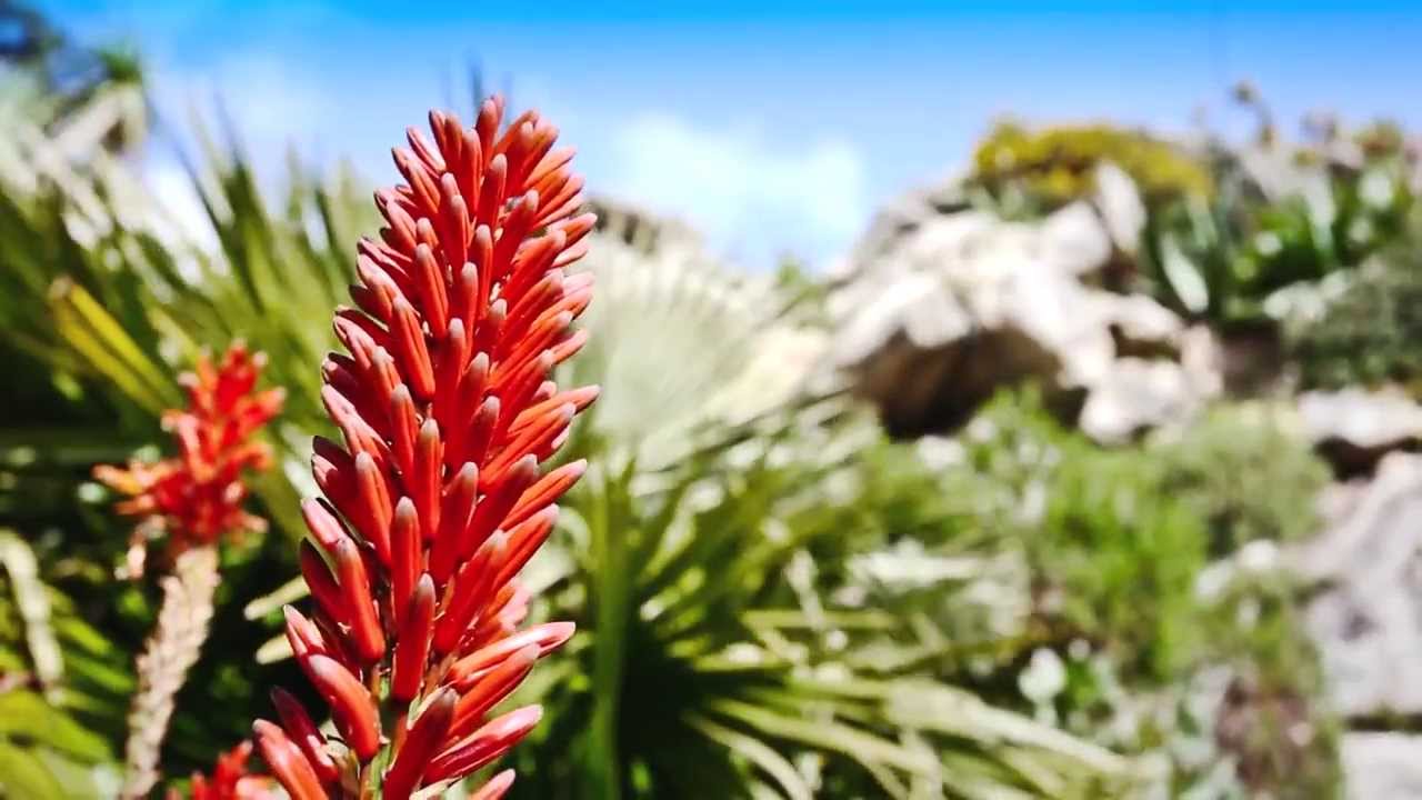 Jardin exotique - Roscoff - Vid&eacute;o d'un Jardin Remarquable 2013 du Finist&egrave;re