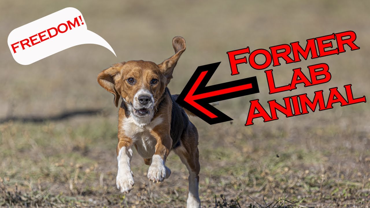 Kindness Ranch receives over 150 animals from lab testing in 2021!