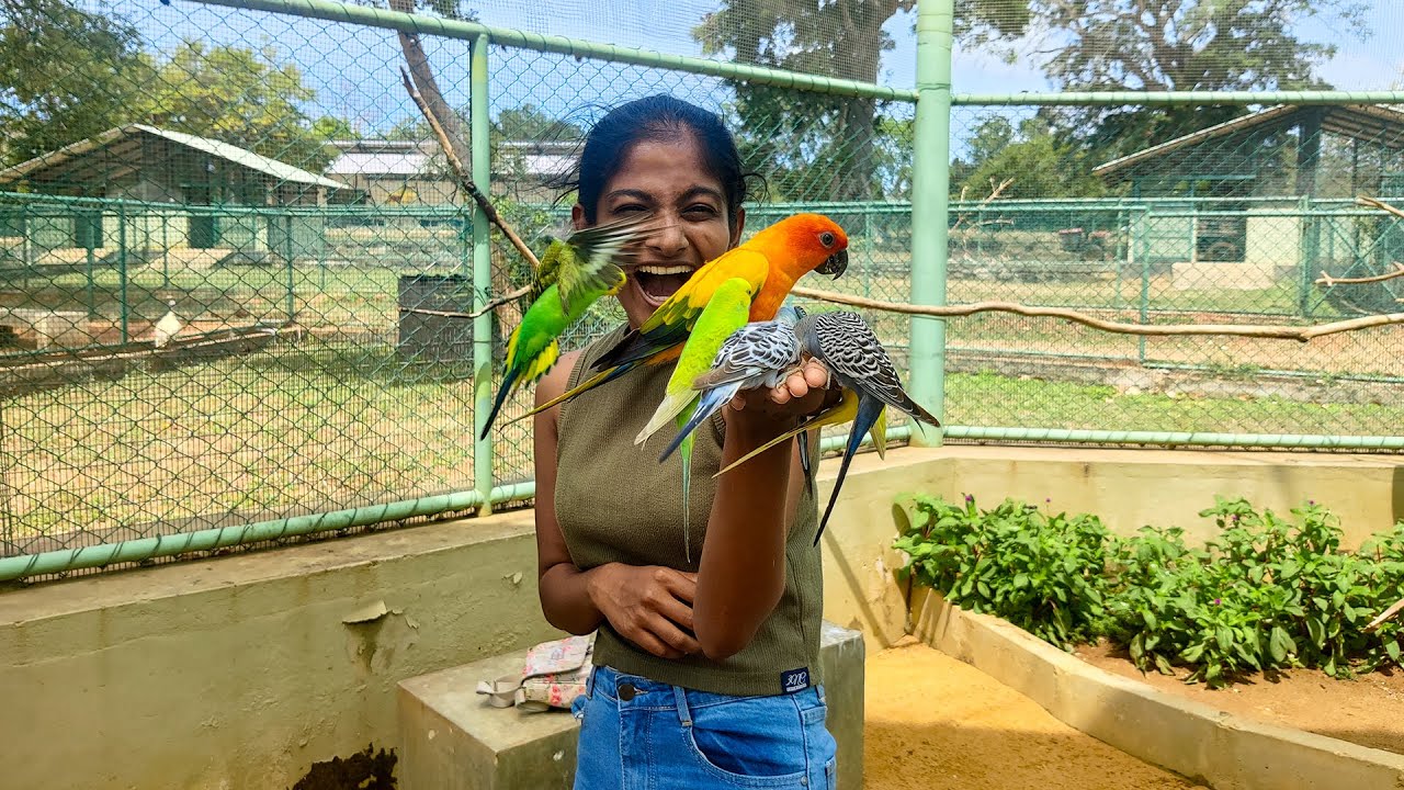මගේ අත කන්න එපා 😶‍🌫️ - Ridiyagama Safari, Birds Park Hambantota