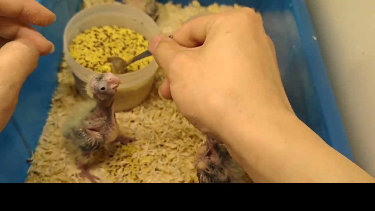 First Taste of Love! Hand Feeding My Baby Cockatiels – The Sweetest Reaction Ever.