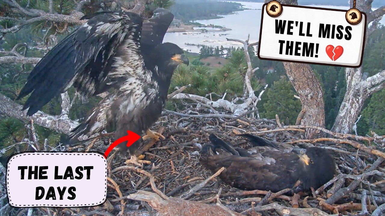 WE'LL MISS THEM! 💔 Try Not to CRY Watching Sandy & Luna! | Big Bear Bald Eagles 2026