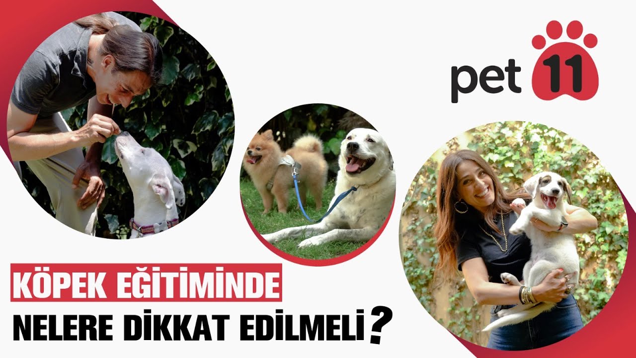 Köpek Eğitiminde Nelere Dikkat Edilmeli? // pet11 ile Can Dostlarımız