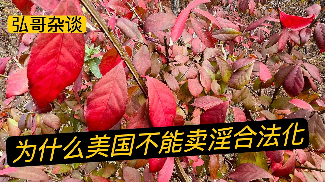 为什么美国不能卖淫合法化？韩国美女网络会员制服务，政商两界的高端消费群，另类韩流把持特色产业为何能做大？