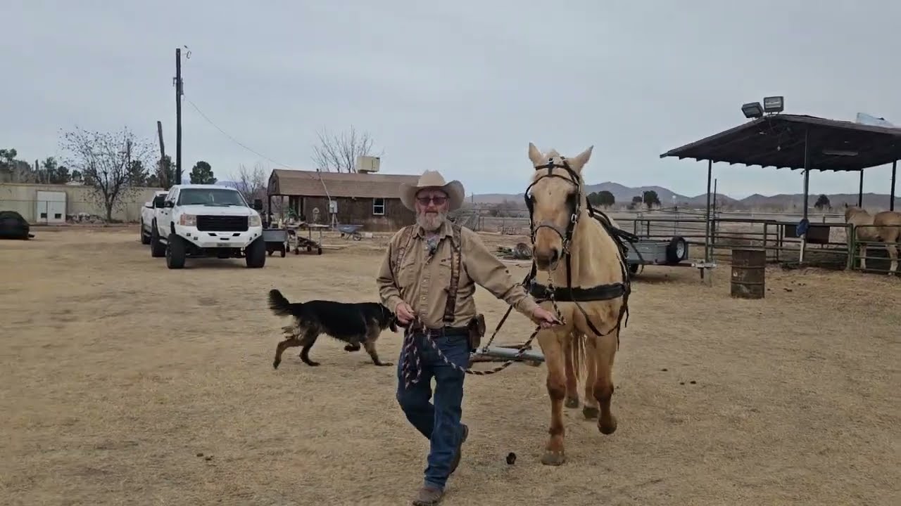 Jimador finally drives with me on the sled #ourlittletexasranch  #Draft horse training #smallranch