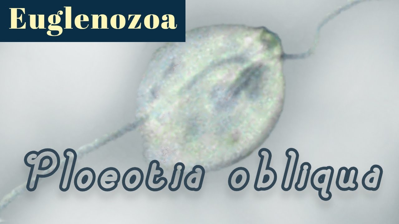 Ploeotia obliqua (Euglenozoa)
