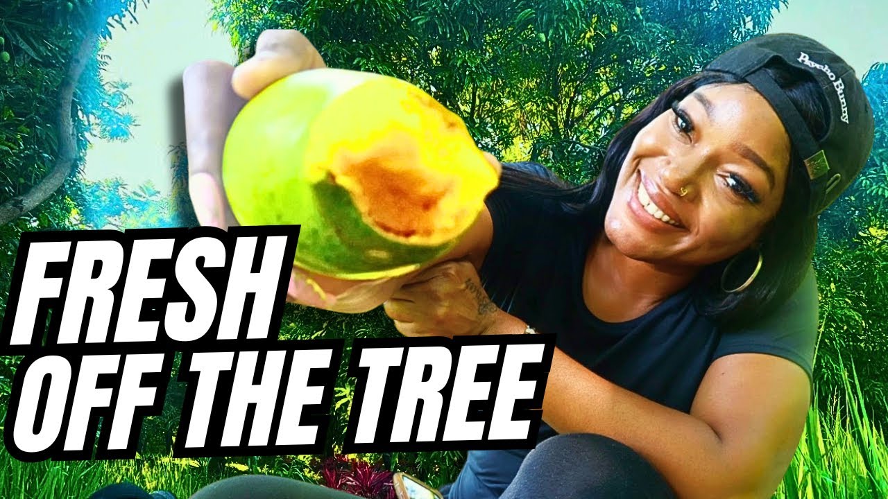 Mango Season in St. Thomas Jamaica&hellip; This Is Why People Travel for It 🇯🇲