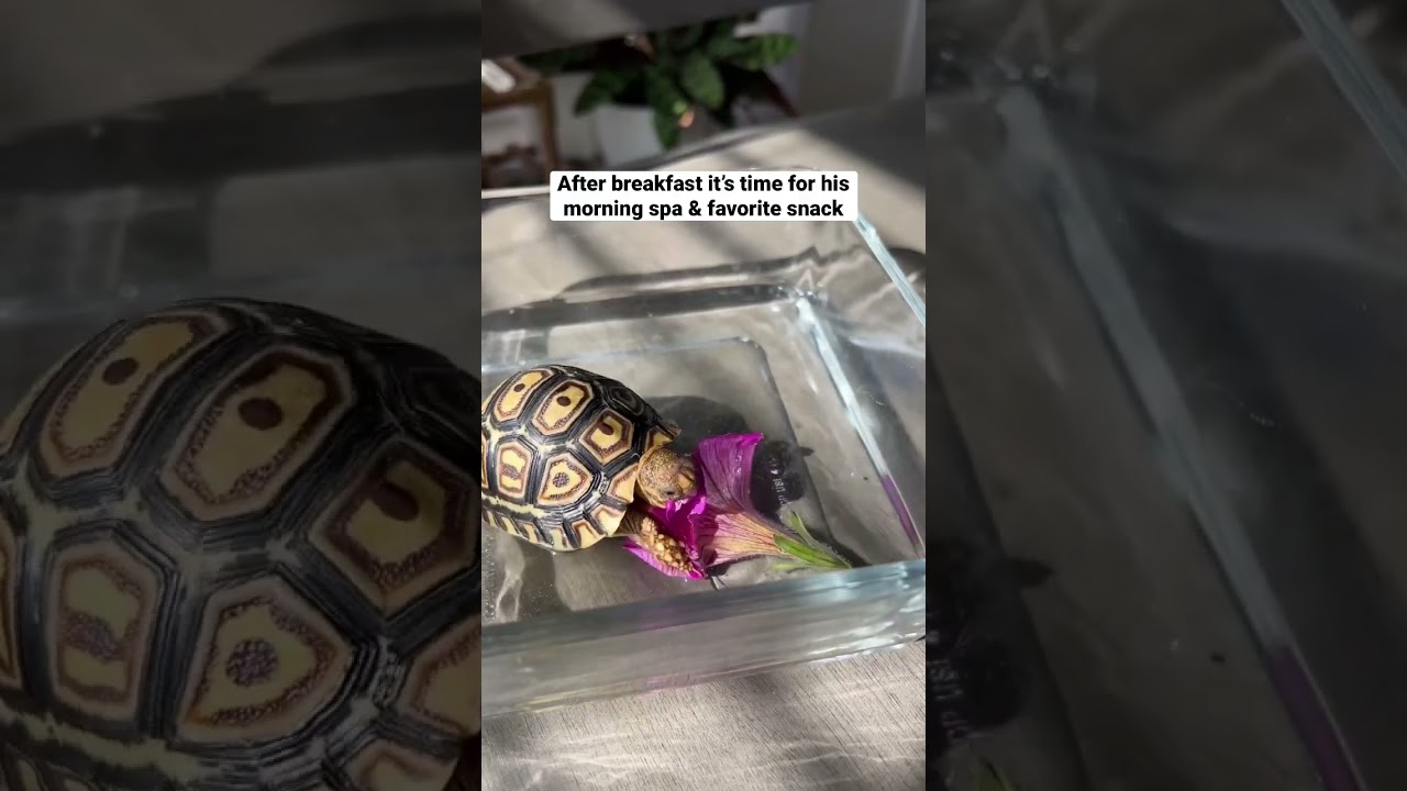 День из жизни детеныша черепахи 