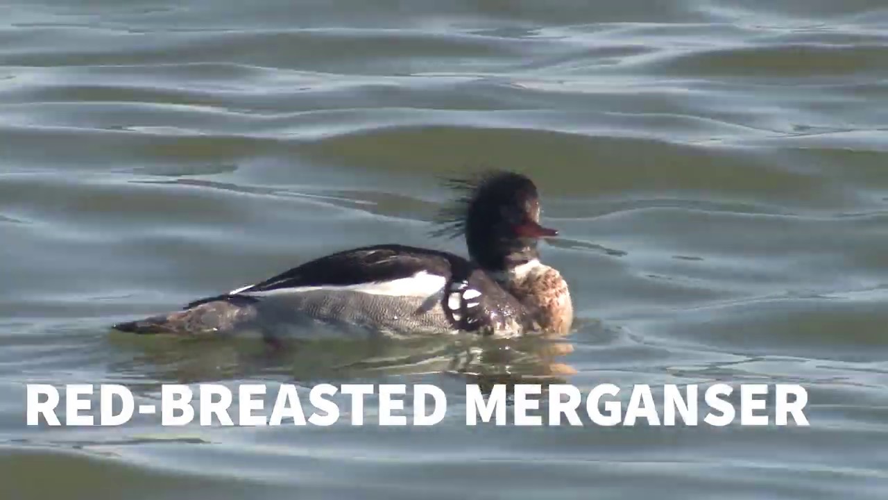 Red breasted Merganser