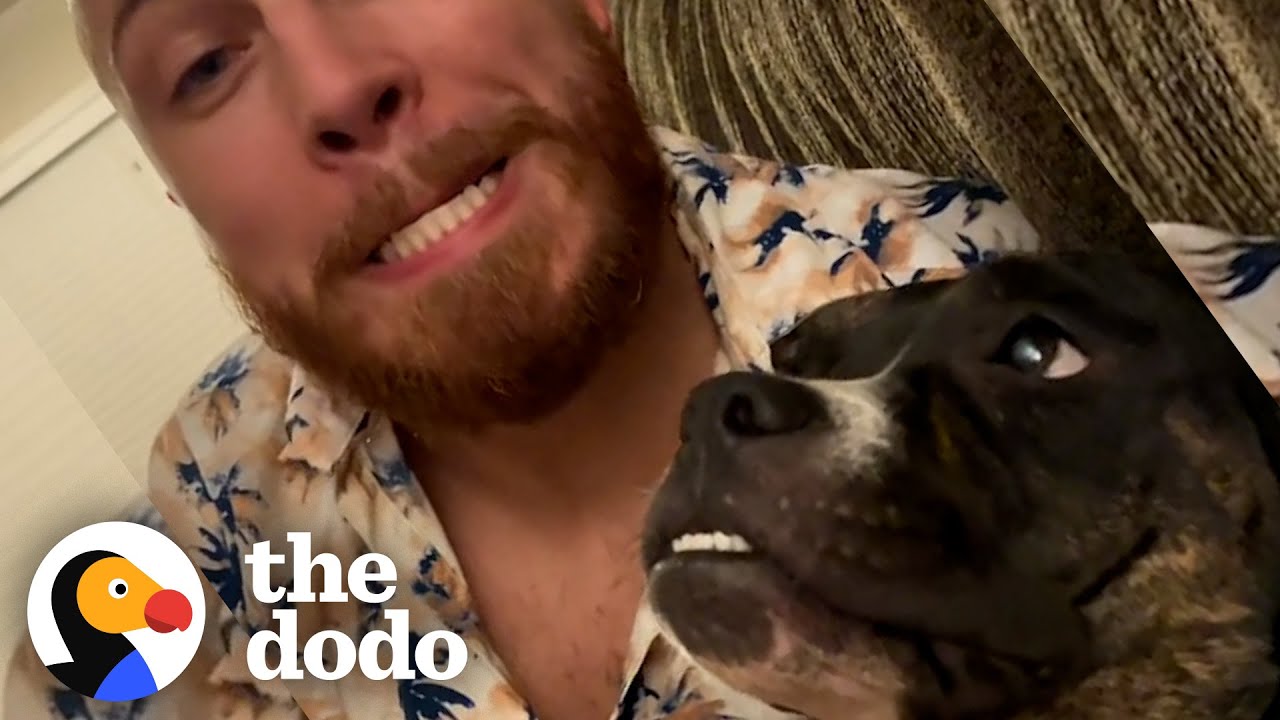 Женщина удивила мужа, подарив ему бродячего питбуля | The Dodo