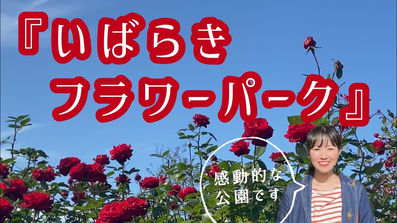 『絶対行ってほしい！いばらきフラワーパーク』私の過去イチ！最高最強のバラ園です🌹- Ibaraki flower park -