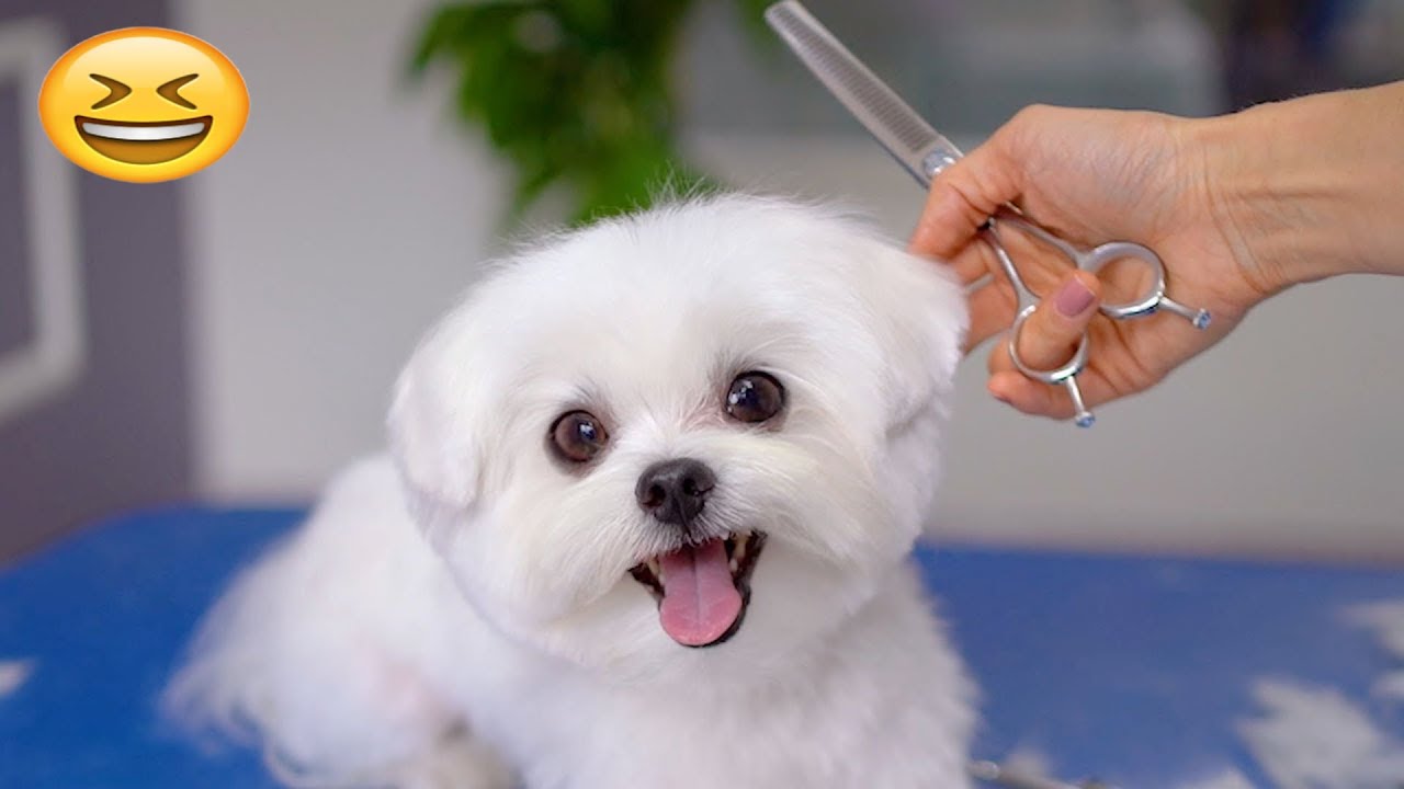 So Funny! Funniest Cats and Dogs 2024🤔New Funny Animals 2024😹🐕 part86