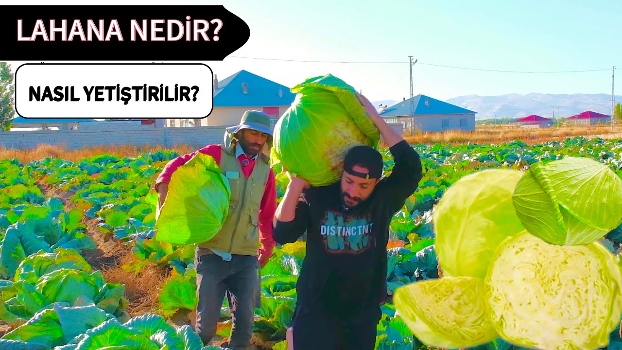 Lahana hasat belgeseli - Belgefîlma berhevkirina kelemê Patnos/Ağrı