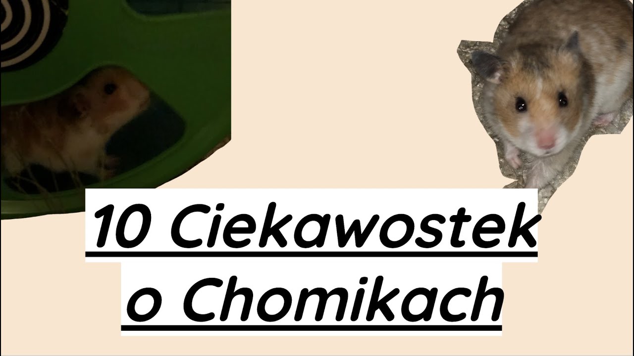 10 ciekawostek o chomikach