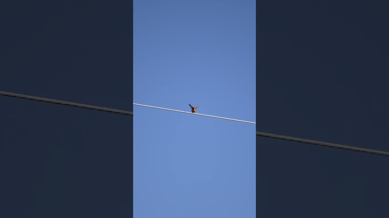 Humming Bird Taking Flight #unstoppable #birds #nature #120fps #slowmotion #animals #wildlife #swag
