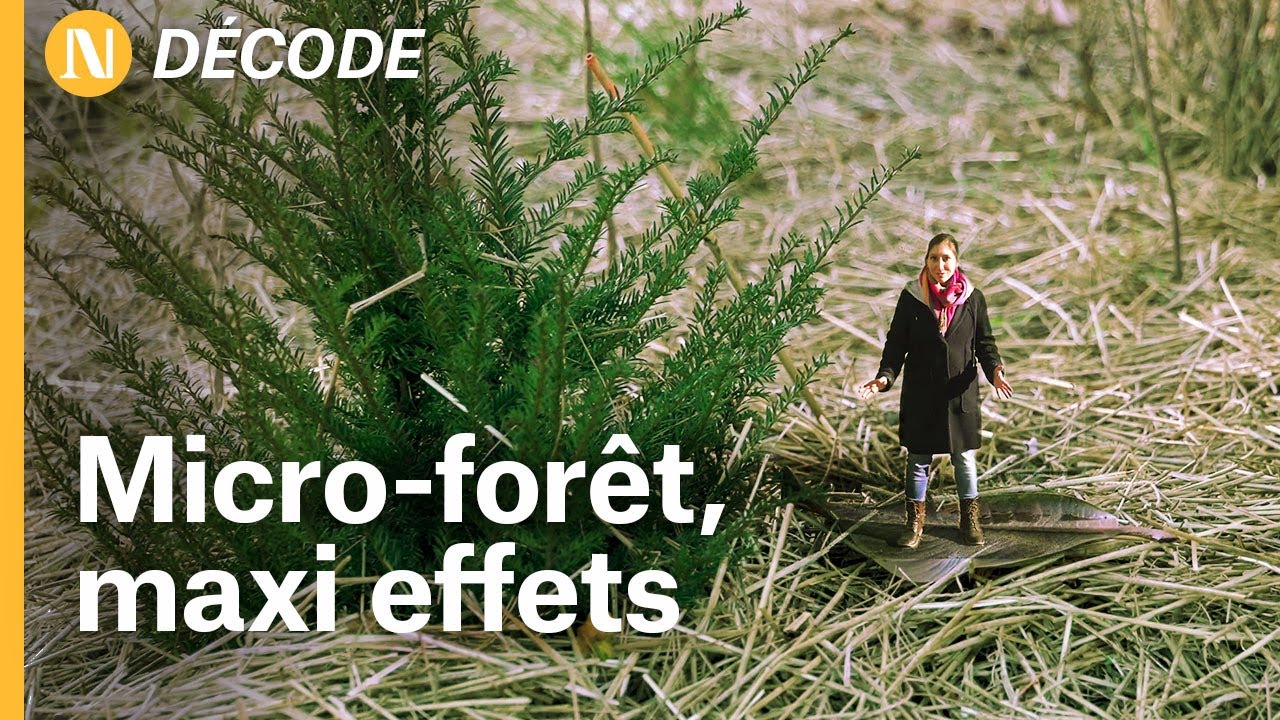 Une micro-forêt super dense qui pousse 10x plus vite