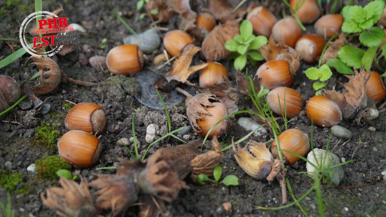 Une récolte de noisettes fructueuse ...