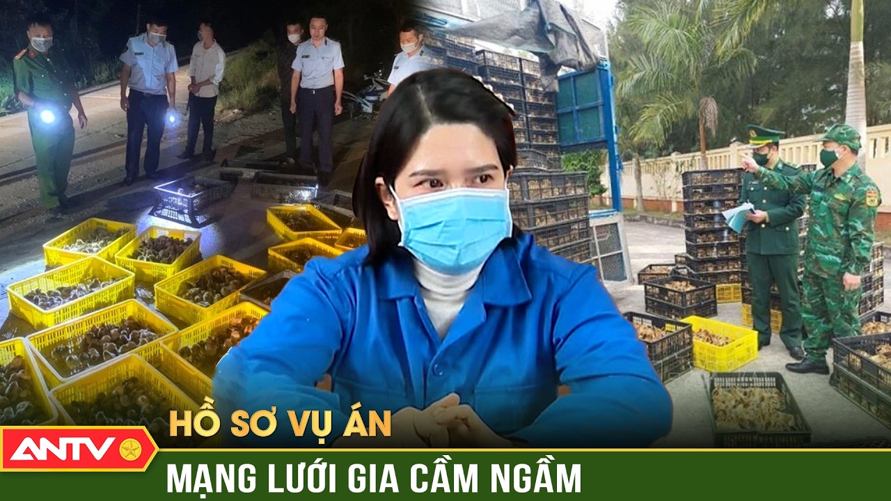 Hồ sơ vụ án: Trinh sát xuyên rừng, lội suối truy quét ‘bà trùm’ buôn lậu xảo quyệt | ANTV