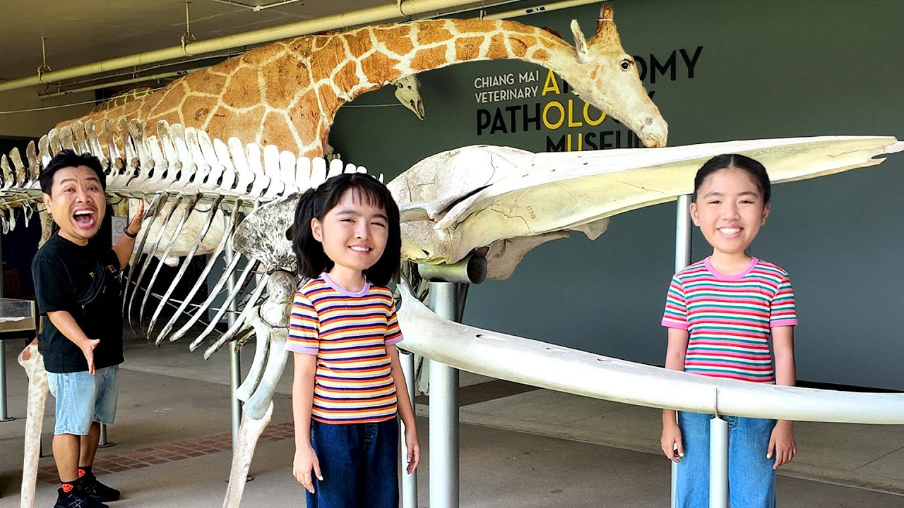 หนูยิ้มหนูแย้ม ดูโครงกระดูกสัตว์ ที่พิพิธภัณฑ์กายวิภาคและพยาธิวิทยาทางสัตวแพทย์ มหาวิทยาลัยเชียงใหม่