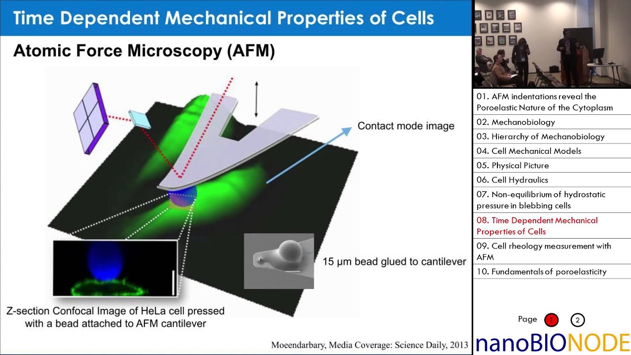 AFM indentation tests reveal the poroelastic nature of the cytoplasm (Emad Moeendarbary)
