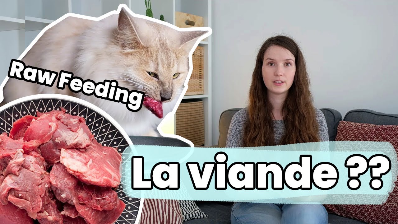 Quelle viande crue pour son chat ?? | Raw Feeding