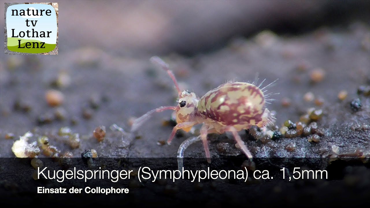 Kugelspringer (Symphypleona) ca. 1,5mm. Einsatz der Collophore