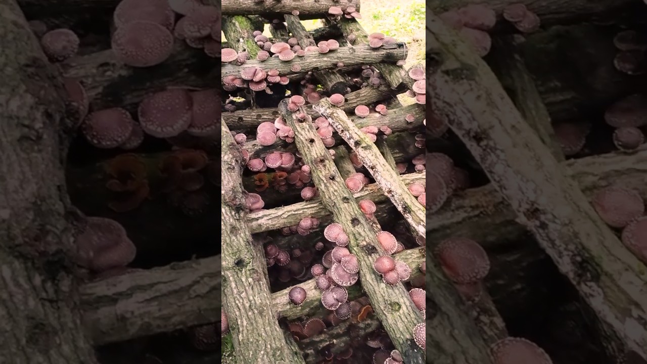 Growing Shiitake Mushrooms on Logs #satisfying @HappyFarm85