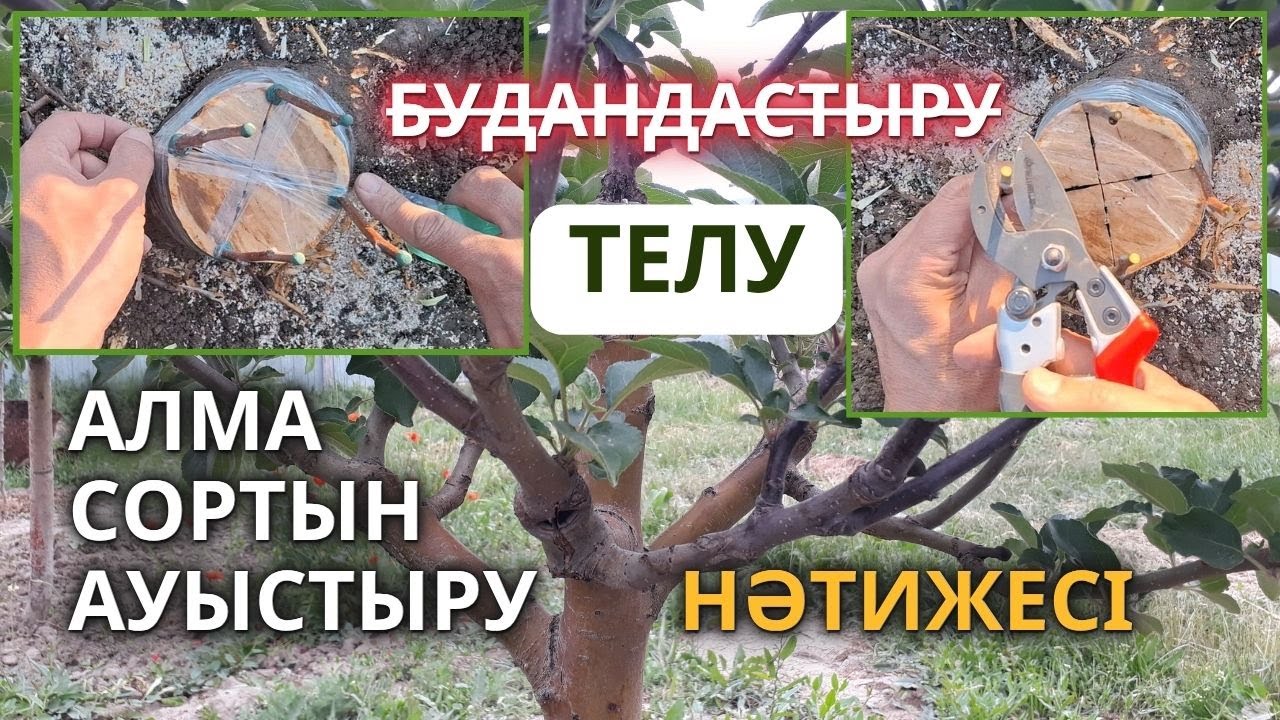 Алманы түбінен кесіп тастап Телу | Нәтижесі