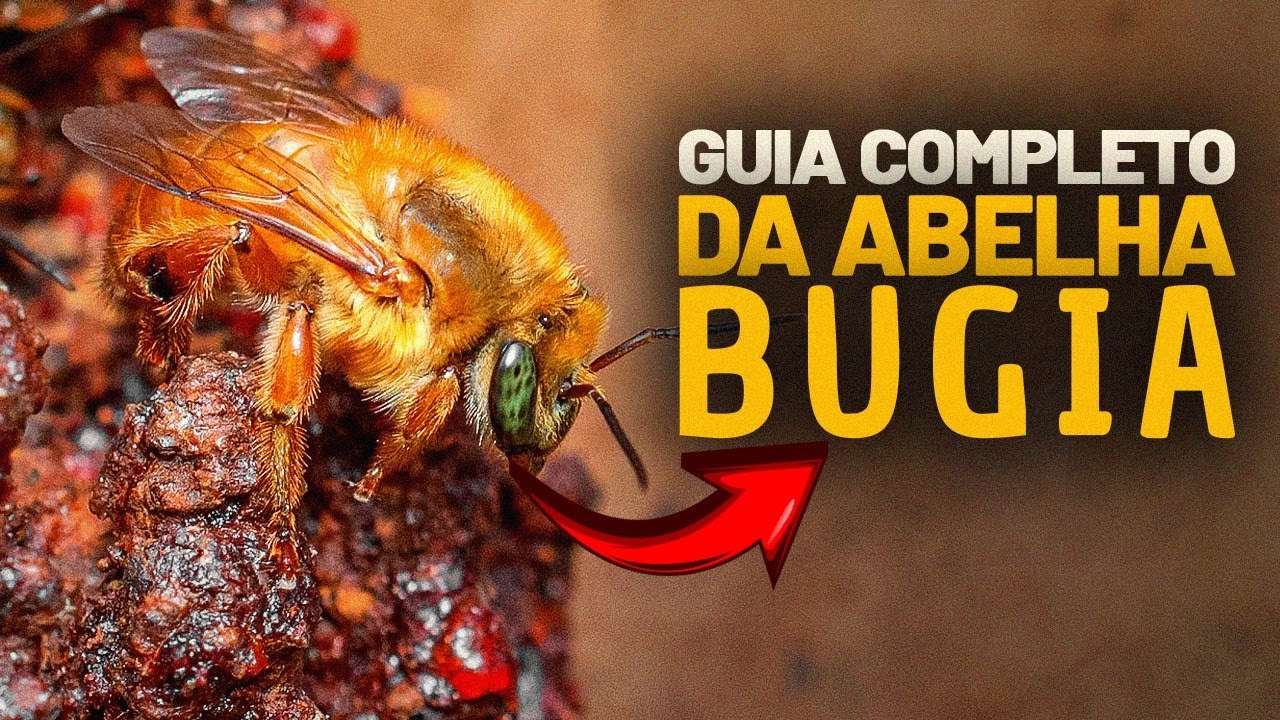 O GUIA MAIS COMPLETO da criação da ABELHA BUGIA!