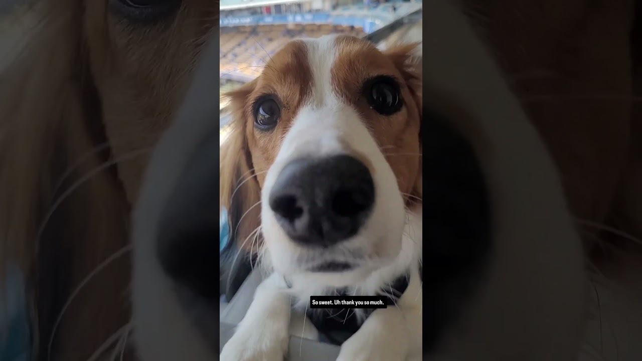 Decoy's first Dodgers game 🥹 大谷翔平 | 🎥 : ezraweisz/IG