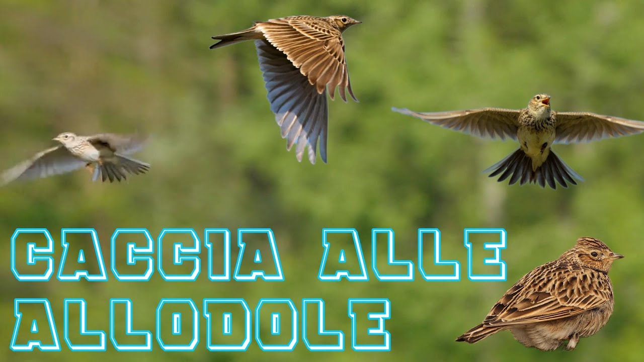 CACCIA ALLE ALLODOLE