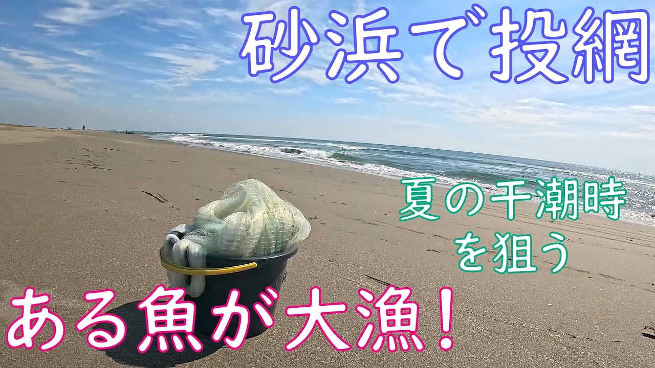 【投網】夏の大潮の干潮時に九十九里の砂浜で投網をしたらある魚が大漁だった【夏の海】