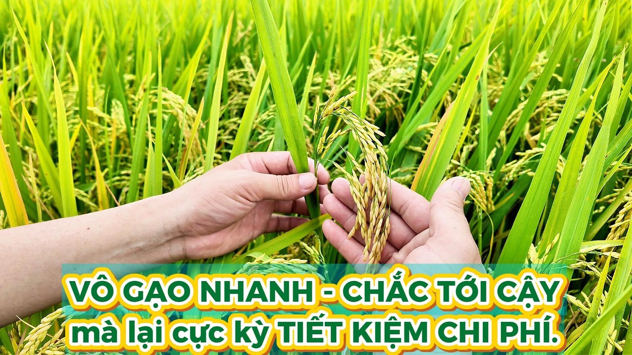 Bí Kíp Lúa VÔ GẠO NHANH - CHẮC TỚI CẬY , TIẾT KIỆM CHI PHÍ