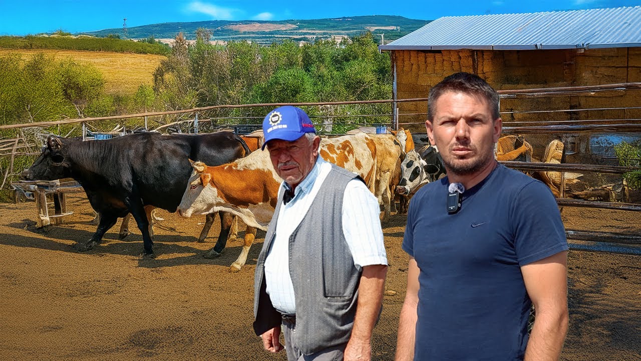İstanbul’da Manda Yetiştiriciliği  | Silivri’de Baba Oğul’un Çiftlik Hayatı