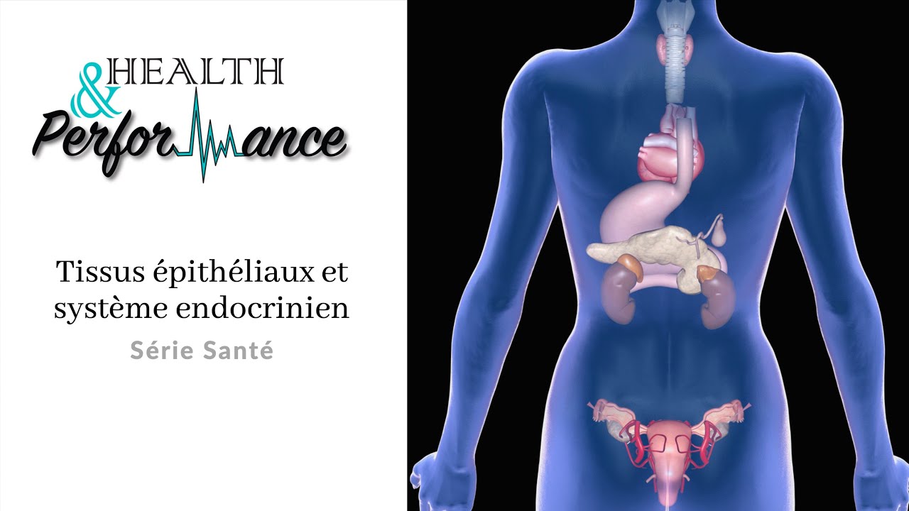 Tissus épithéliaux et système endocrinien
