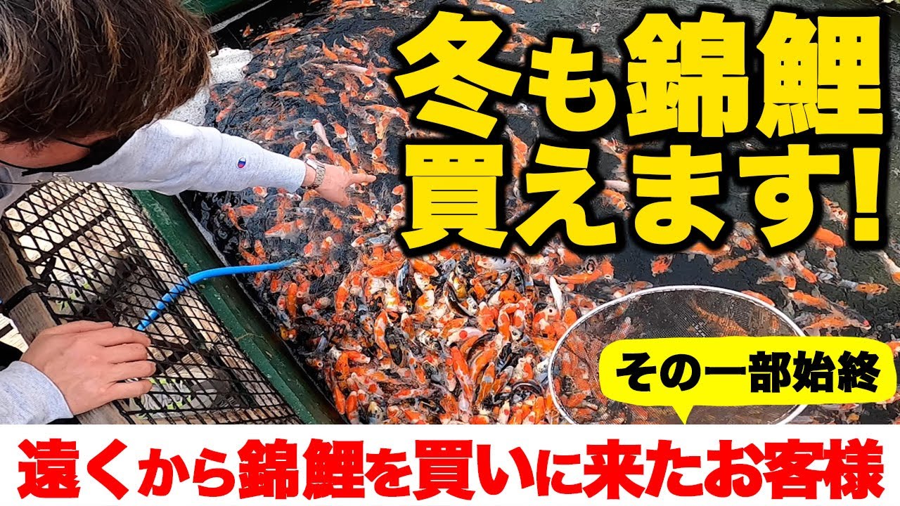 【水槽用】錦鯉の販売　Sale of Nishikigoi for aquarium＃Nishikigoi ＃ปลาคราฟ