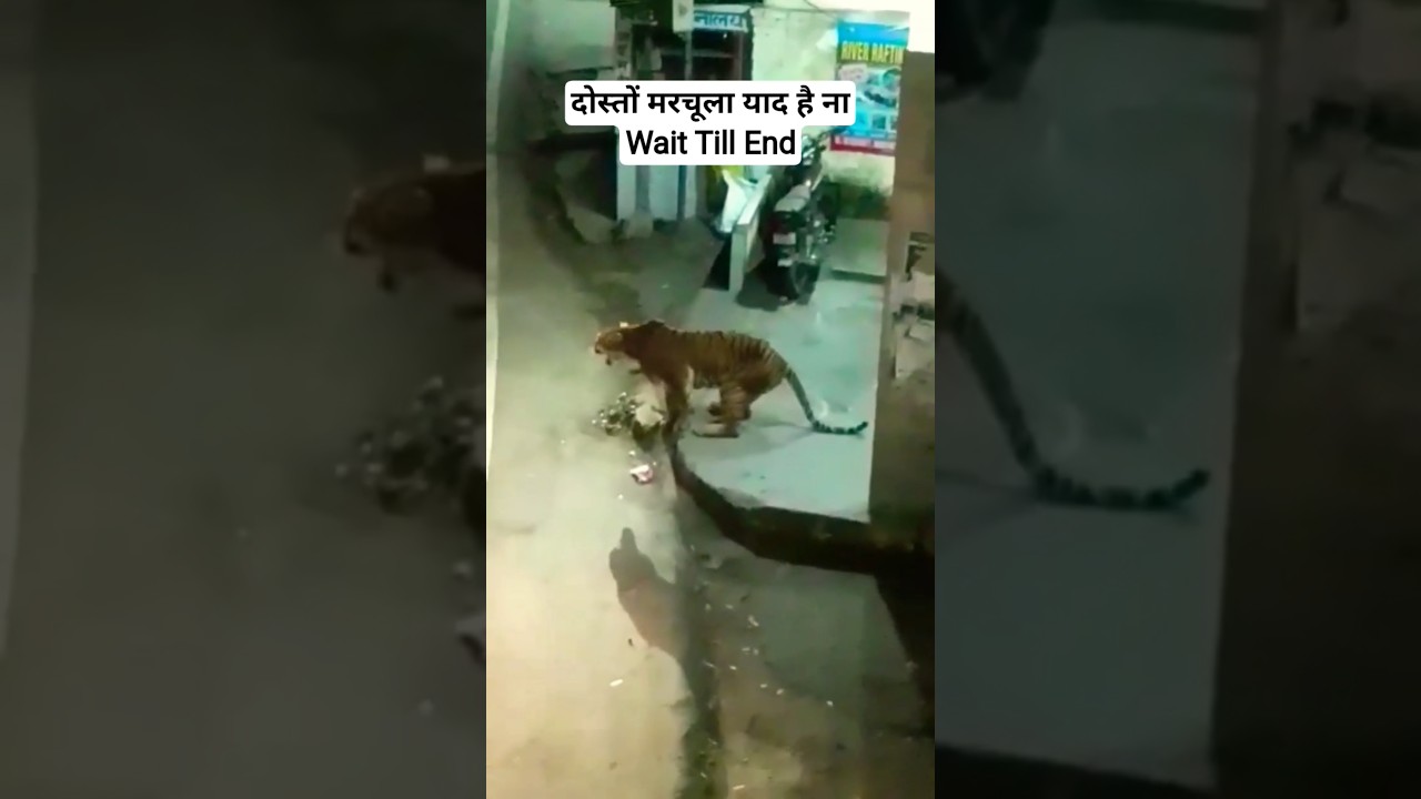 Jim Corbett National Park | Marchula Tiger #shorts #wildlife #tiger #forest #relatable #viralvideo