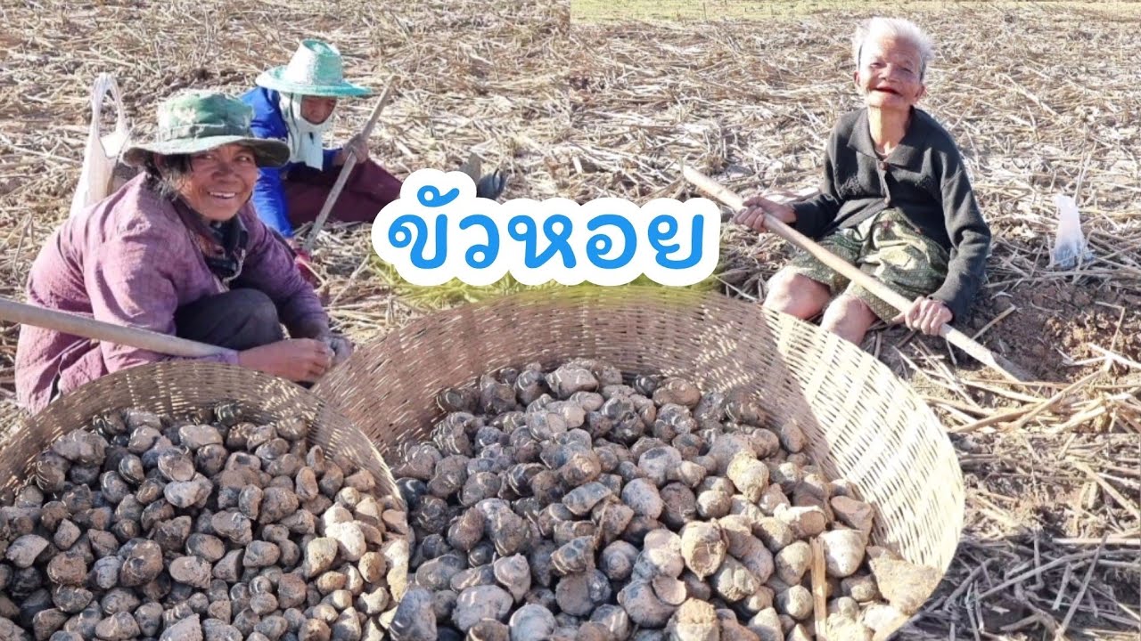 ขัวหอยจูบ หรือขุดหาหอยขมใต้ดิน  วิถีชาวบ้าน #หอยขัว #ขัวหอย