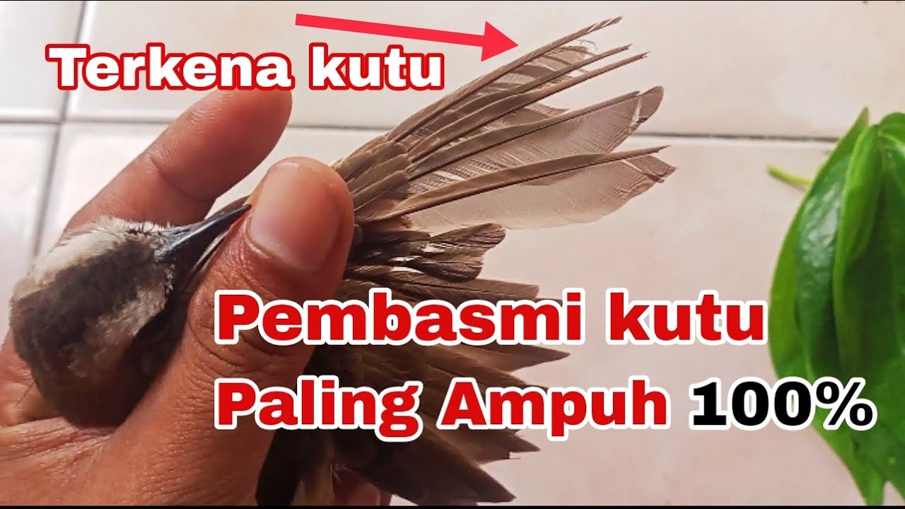 Tips dan cara menghilangkan kutu pada burung trucukan