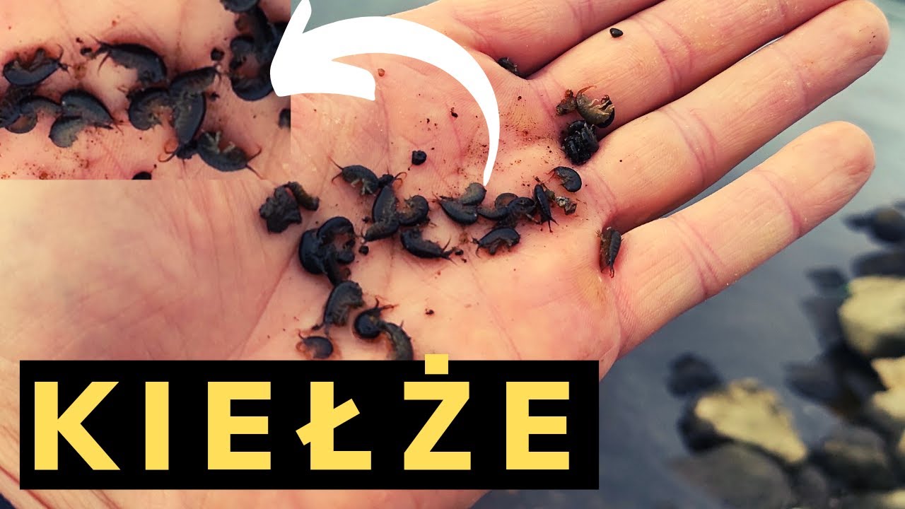 ZBIERAMY KIEŁŻE | Pozyskanie własnej przynęty na ryby
