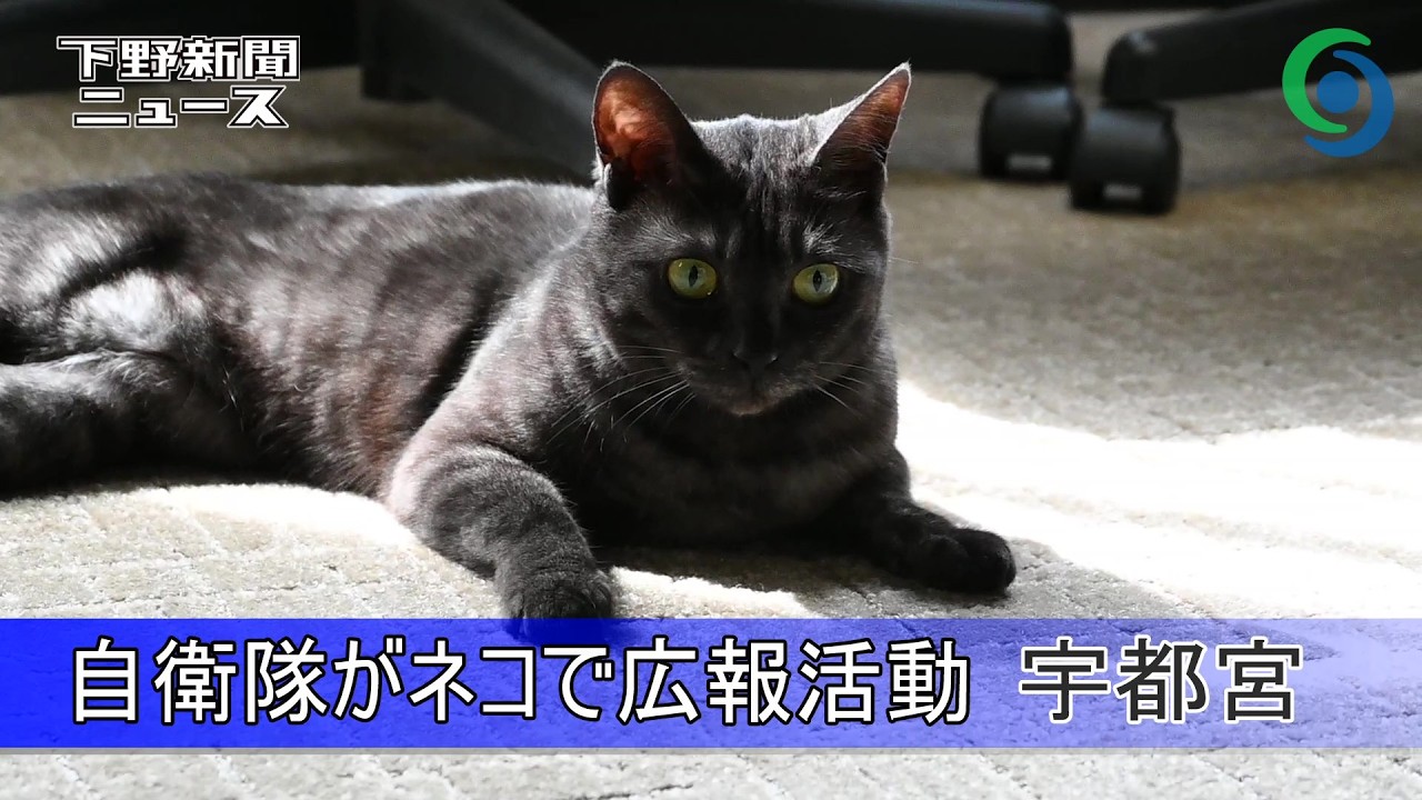自衛隊がネコで広報活動 宇都宮　「公式ねこ」に「羊子ちゃん」