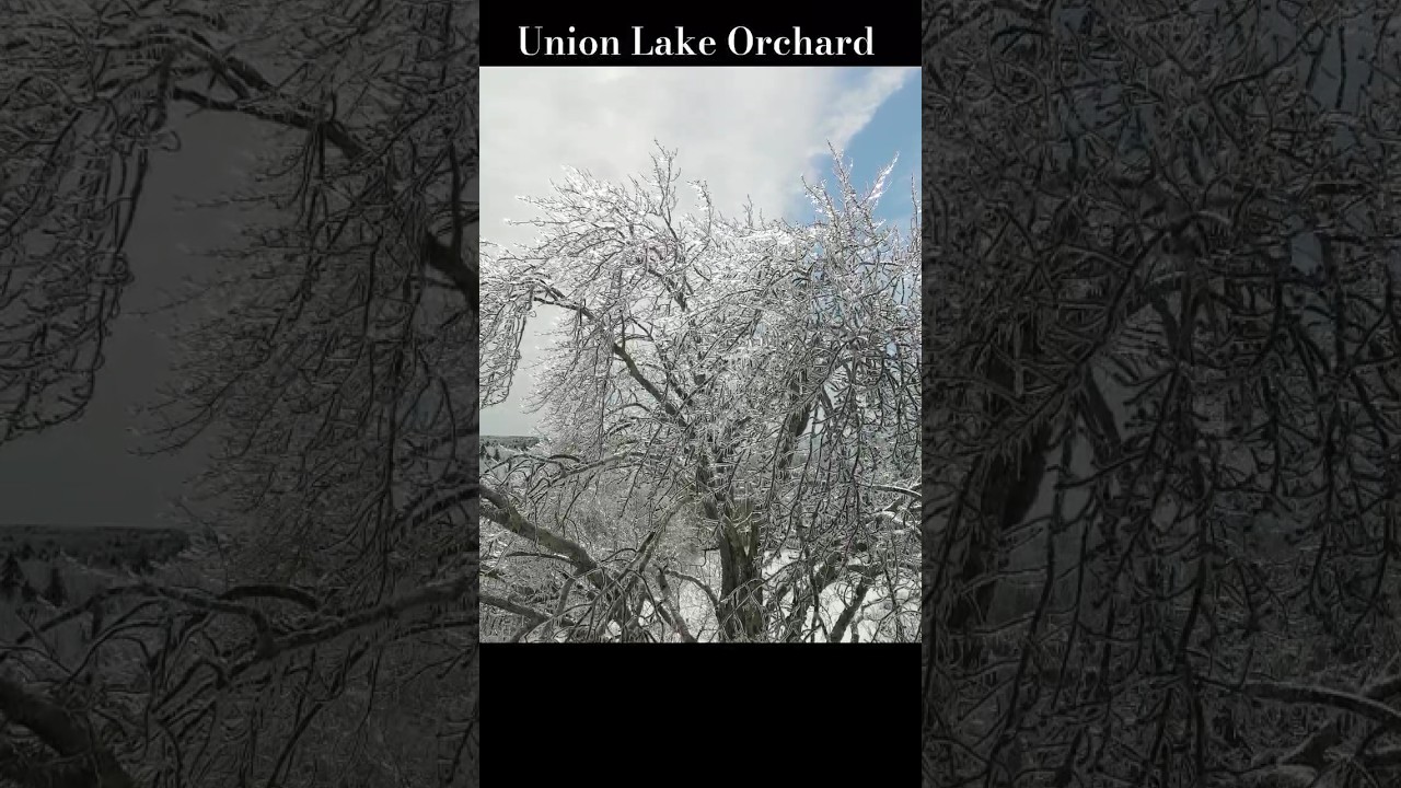 The Spring Ice Storm of 2024 turned the Orchard into a Winter Wonderland #winter #snow #farming