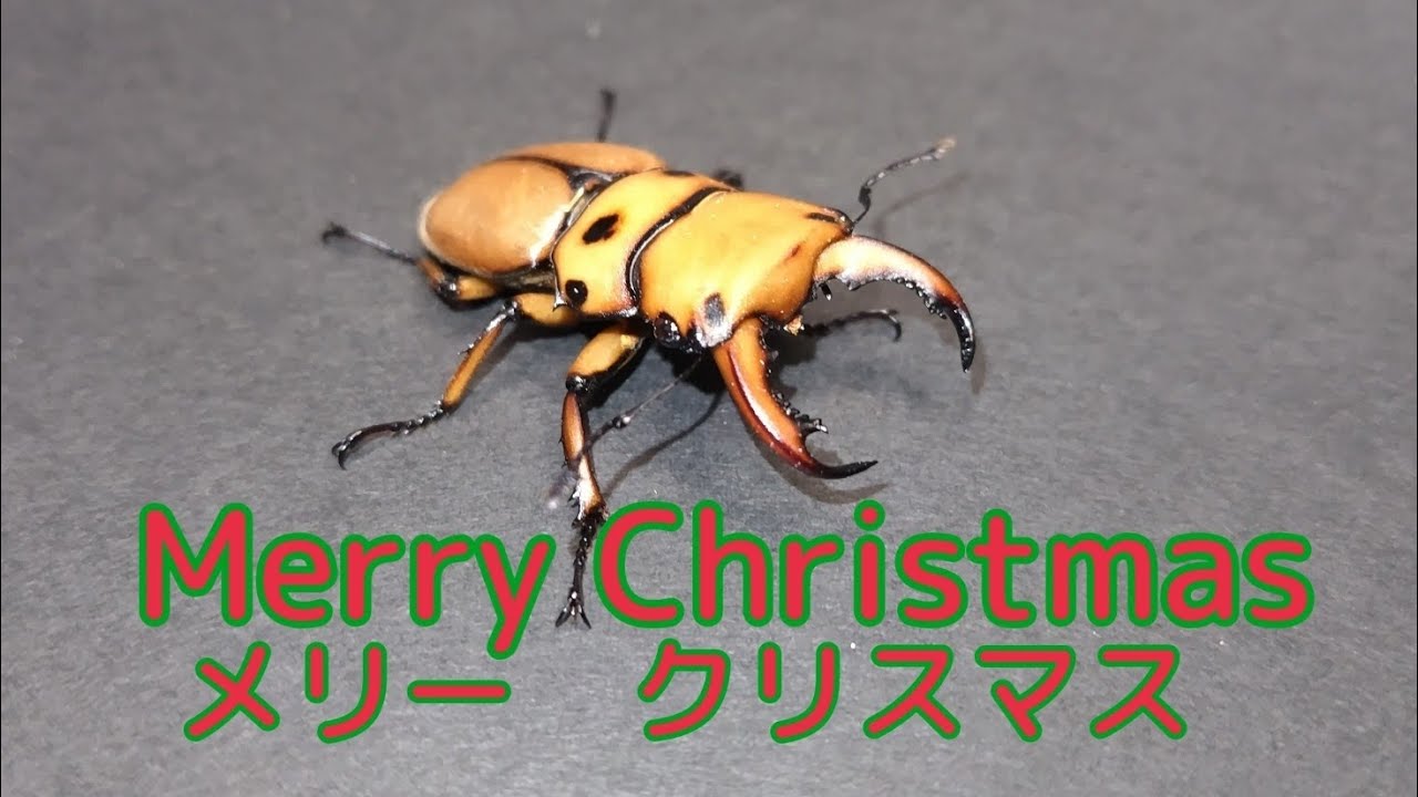 【クワガタレビュー】メリーメンガタ 編 #Homoderus mellyi