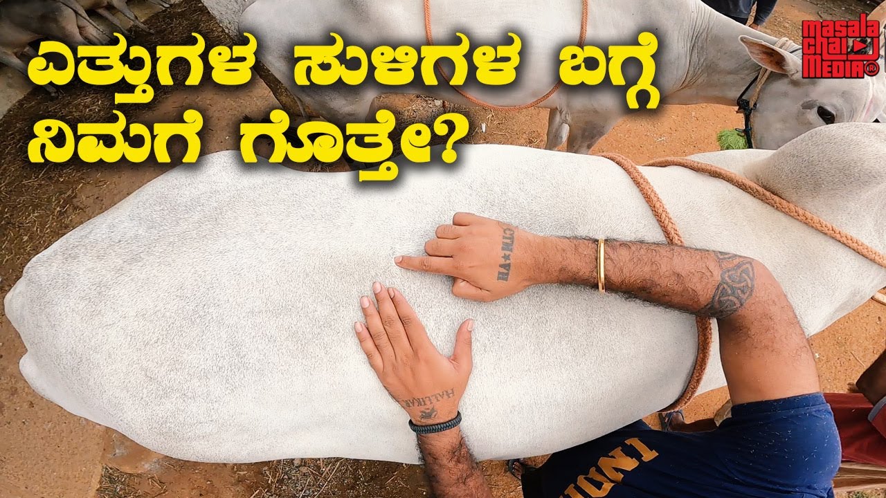 How to select best Hallikar bulls? ಎತ್ತುಗಳ ಸುಳಿಗಳ ಬಗ್ಗೆ ನಿಮಗೆ ಗೊತ್ತೇ? | Kannada Vlogs