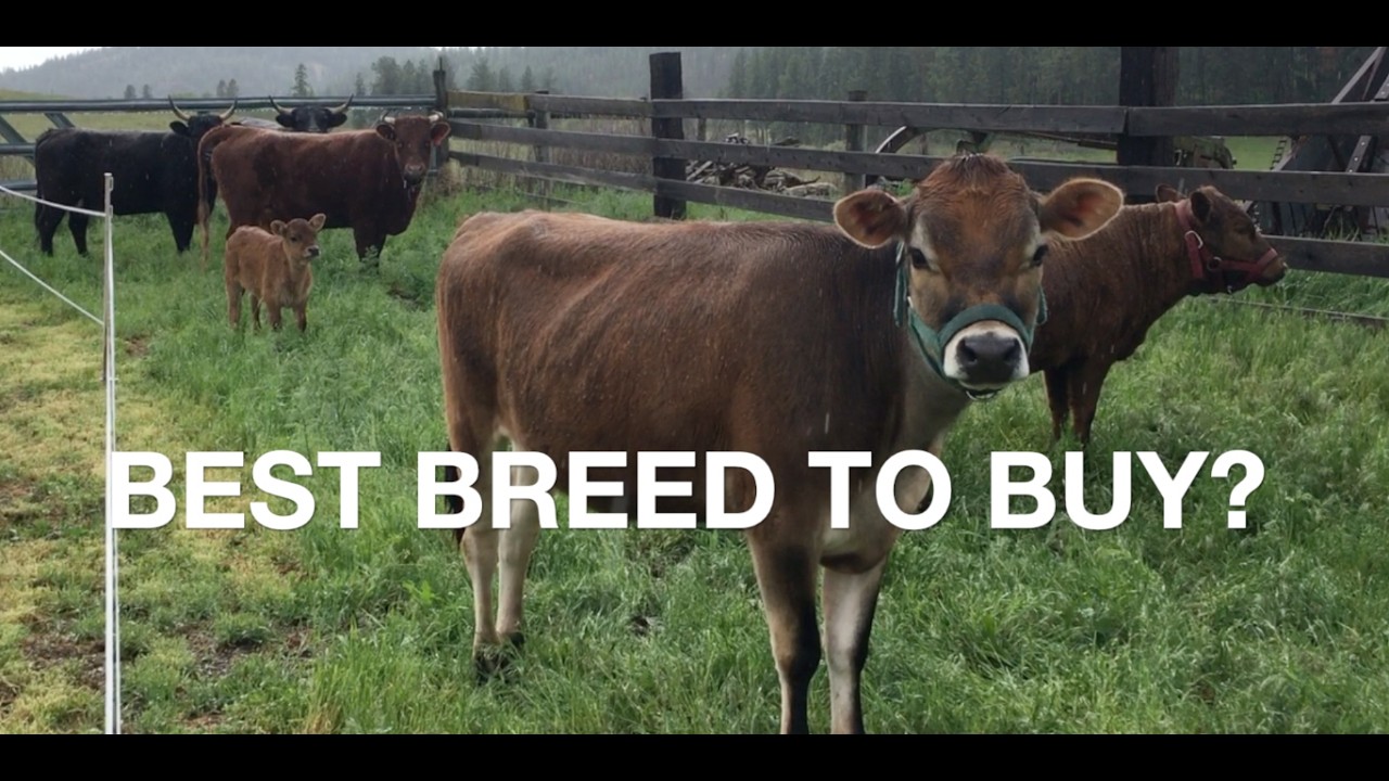 Choosing a Cow Breed- Dexter vs. Jersey Conclusion