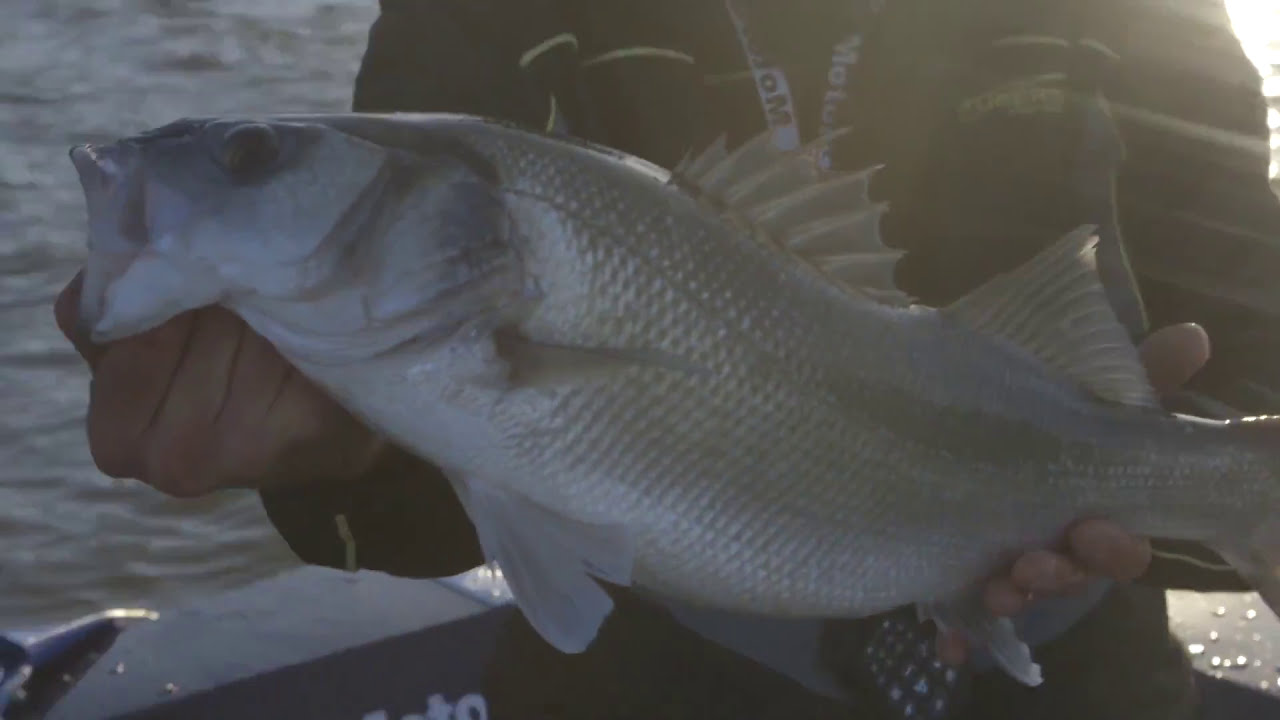 TECNICA DI PESCA ALLE SPIGOLE A SPINNING IN BARCA A FOCE DELL'ARNO | Seika Tubertini | Spinning TV