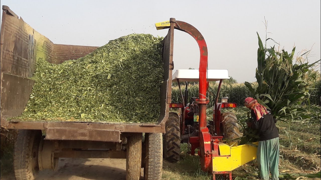 How to make selage in my village.