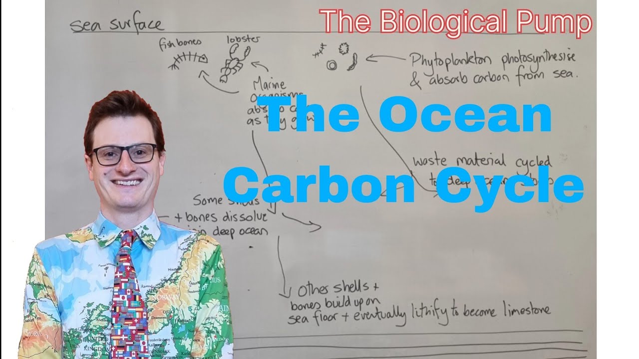 A Level Geography Revision. The Ocean Carbon Cycle. The Physical, Biological and Carbonate Pump.