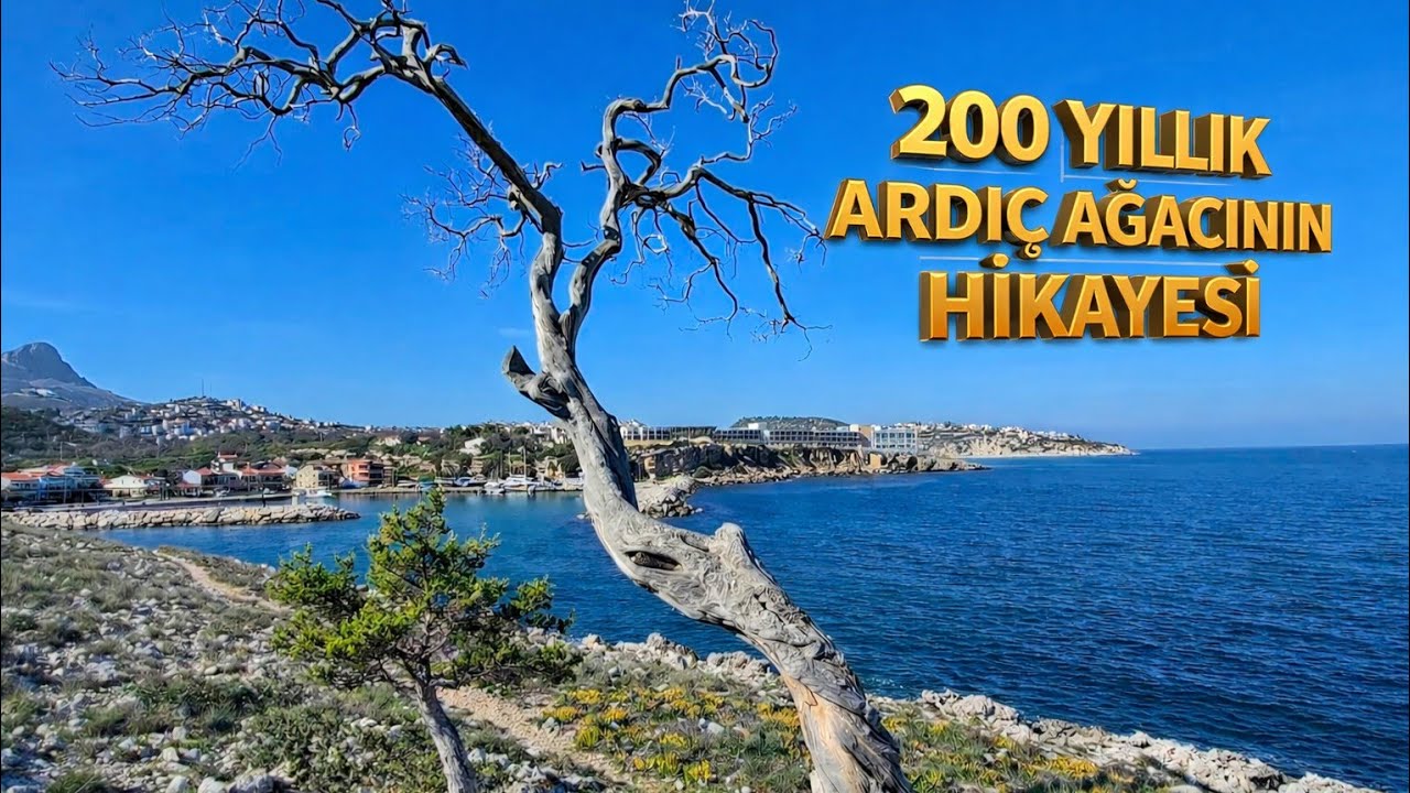 Где находится 200-летнее можжевеловое дерево?