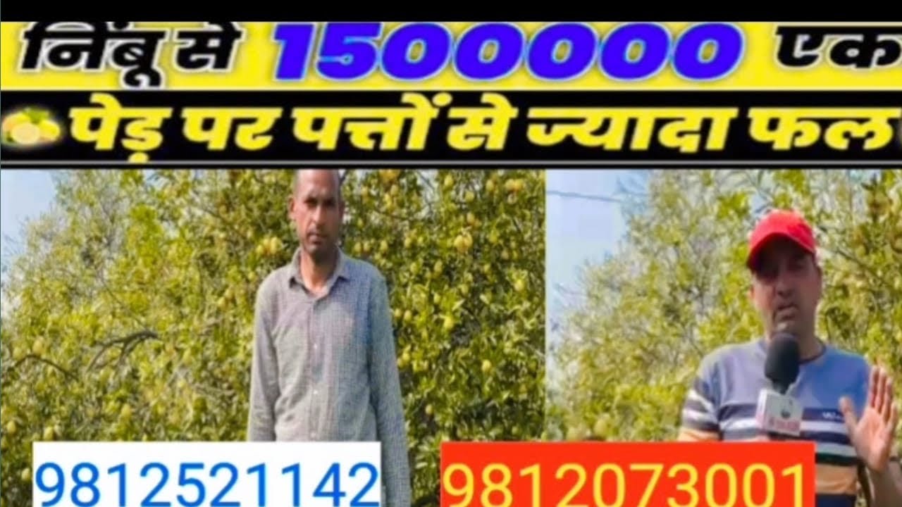 कुमकाट नींबू की खेती जानिए किसान की कमाई 